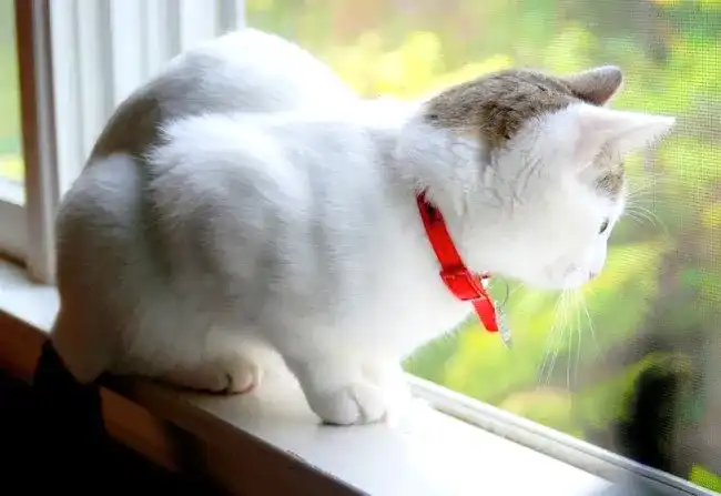 Москитная сетка АНТИКОШКА​