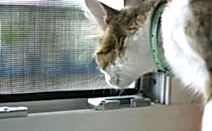 москитная сетка от насекомых и пыли защита от насекомых и пыли